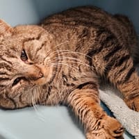 GOYO, chat à adopter