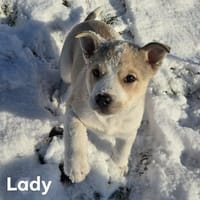 Lady, chienne à adopter