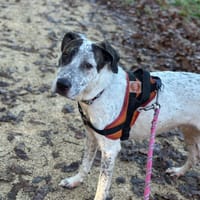 SHELBY, chienne à adopter