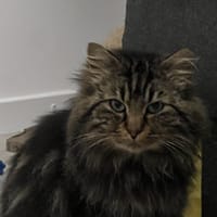 WINNIE, chat à adopter