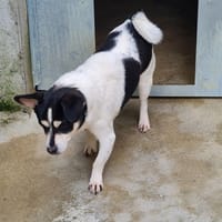 SIMBA, chien à adopter