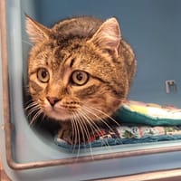 ZARKO, chat à adopter