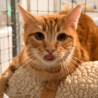 POTIRONNE, chatte à adopter