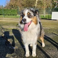 Rocky, chien à adopter