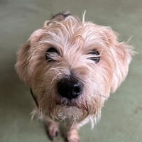 MAUI, chien à adopter