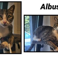 ALBUS, chat à adopter