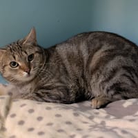 SUSHI, chat à adopter