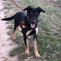 MAX (Réservé), chien à adopter