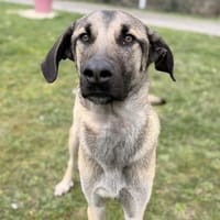 Gougy CAA14855, chien à adopter