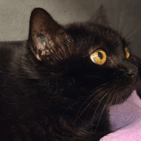 JAVOTTE, chatte à adopter