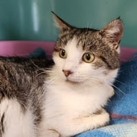 MIAOUDAMOUR QCT, chat à adopter
