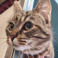 CIVETTE QCT, chatte à adopter