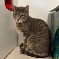 Samba, chatte à adopter