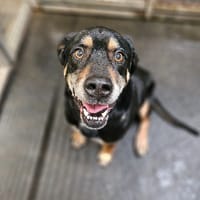 MALIN, chien à adopter