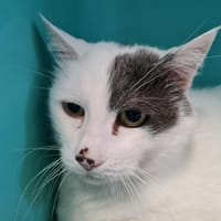 MALAGA, chat à adopter
