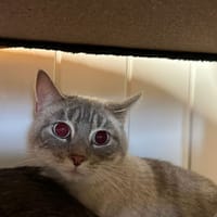 Scarlett, chatte à adopter