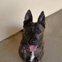 RIRI, chienne à adopter