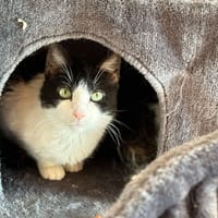 GINETTE, chatte à adopter