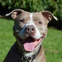 GUIZMO HAA24724, chien à adopter