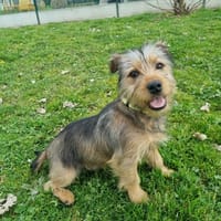 AUGGY, chien à adopter