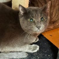 Savane, chatte à adopter