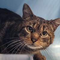 MORTY QCT, chat à adopter