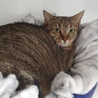 MOUCHE CHA D, chatte à adopter