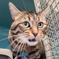 MUFFASA QCT (a trouvé sa famille), chat à adopter