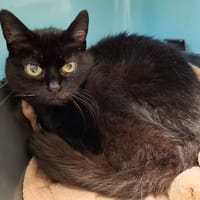 MIMI, chatte à adopter