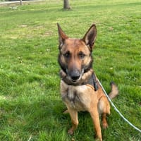 SAYA (PROMISE), chienne à adopter