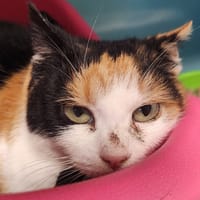 CHATAIGNE QCT, chatte à adopter