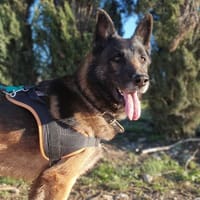 Orko, chien à adopter