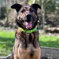 LOKI, chien à adopter