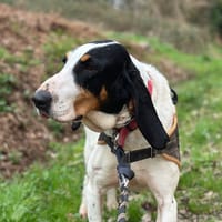 MAMA, chienne à adopter