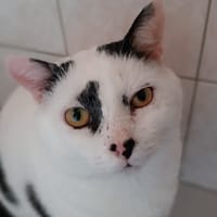 Arlequin, chat à adopter