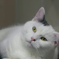 ANDY, chat à adopter