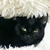 Chafouin, chatte à adopter