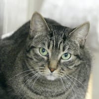 Simea, chatte à adopter