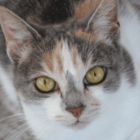 Pimente, chatte à adopter