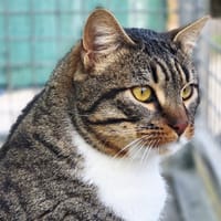 Ouistiti, chat à adopter