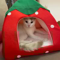 Lily Rose, je vous attends, chatte à adopter