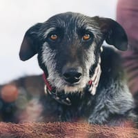 LUCERO (patas jumillas), chien à adopter