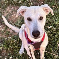 ZARO (patas jumillas), chien à adopter