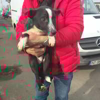 Lumen, chien à adopter