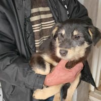 Zorro, chien à adopter