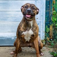 Stella, chienne à adopter