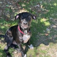 BLACKY POUR LA VIE, chien à adopter