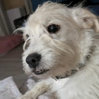 ANIS la malice, chien à adopter