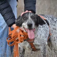 MIKU, chienne à adopter