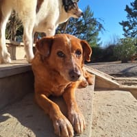 ginger, chienne à adopter